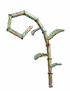 boneboo fruit in Grow a Garden Roblox game