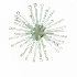 dandelion fruit in Grow a Garden Roblox game