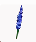 delphinium fruit in Grow a Garden Roblox game