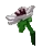 manuka fruit in Grow a Garden Roblox game