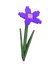 nightshade fruit in Grow a Garden Roblox game