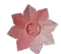 pinklily fruit in Grow a Garden Roblox game