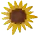 sunflower fruit in Grow a Garden Roblox game